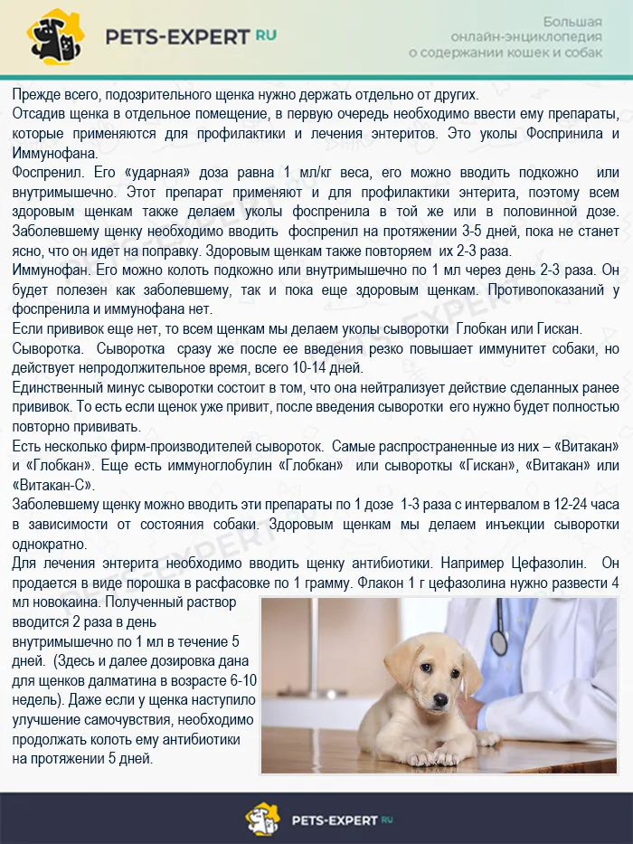 Лечение энтерита у собаки
