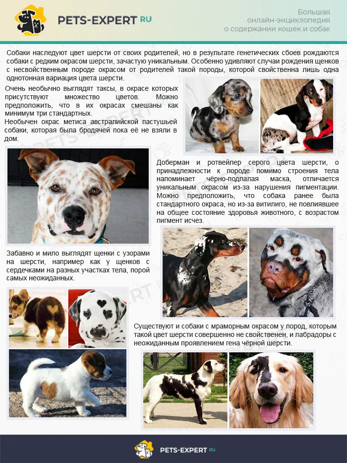 Необычные окрасы собак