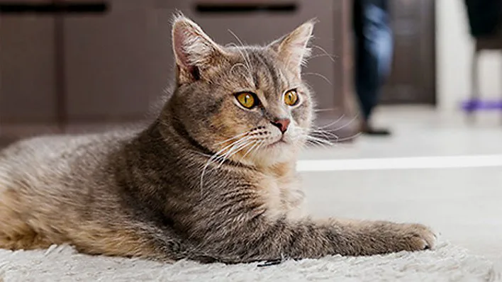 Нужно ли кастрировать кота
