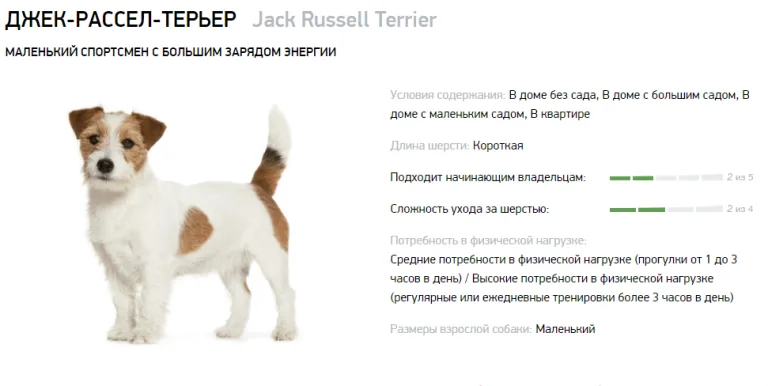 Описание породы джек-рассел-терьер