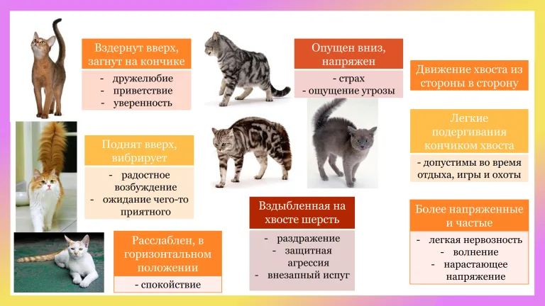 О чем может рассказать хвост кота