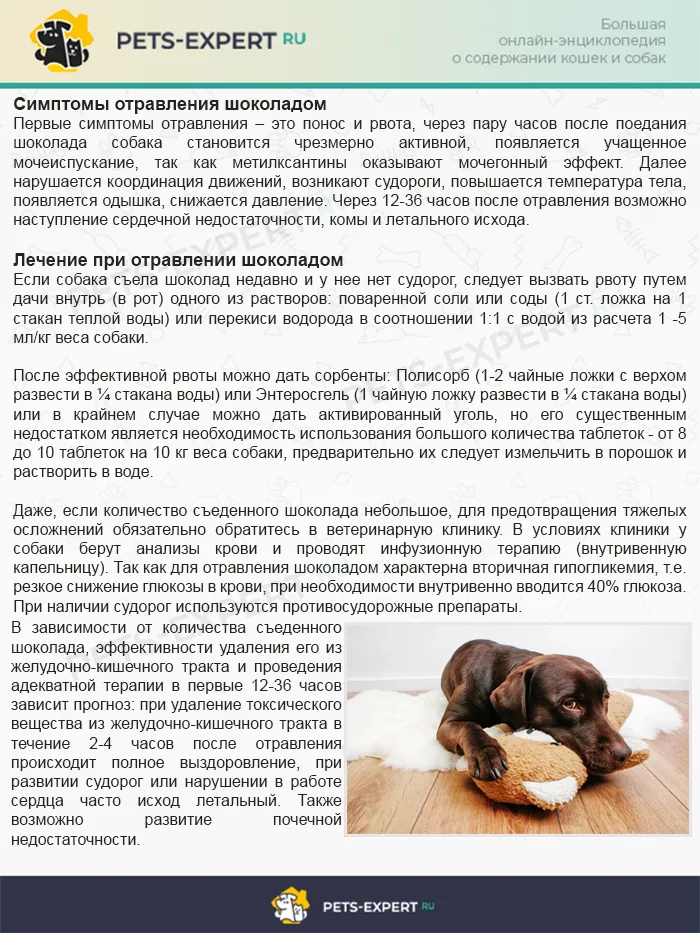 Первые симптомы и лечение при отравлении шоколадом