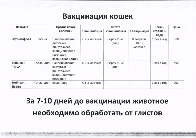 Периоды вакцинации кошек