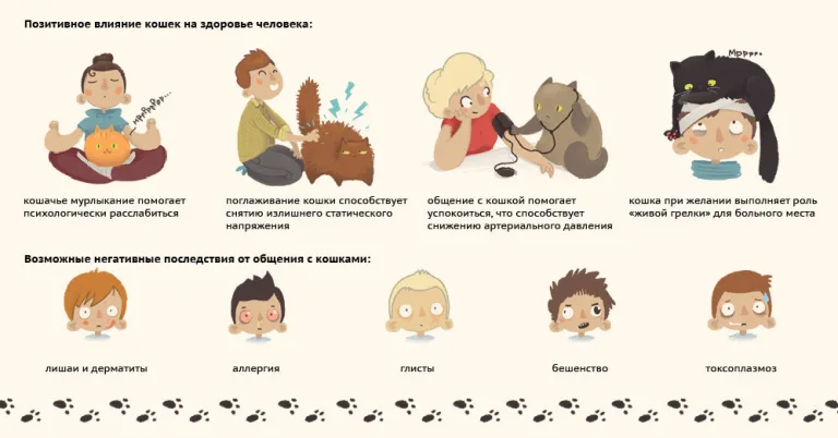 Позитивное и негативное влияние кошек на здоровье человека