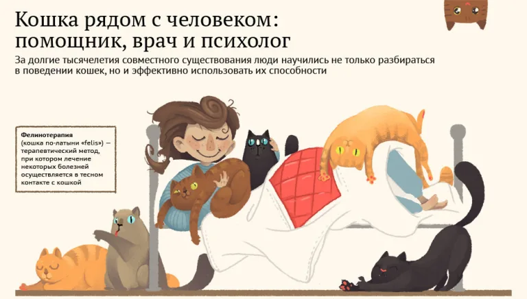 Понятие фелинотерапии