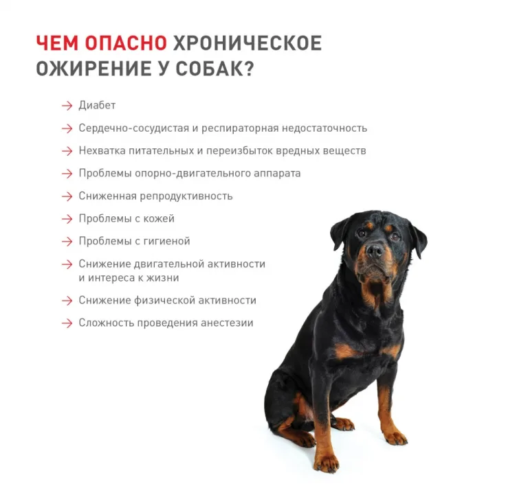 Последствия хронического ожирения у собак
