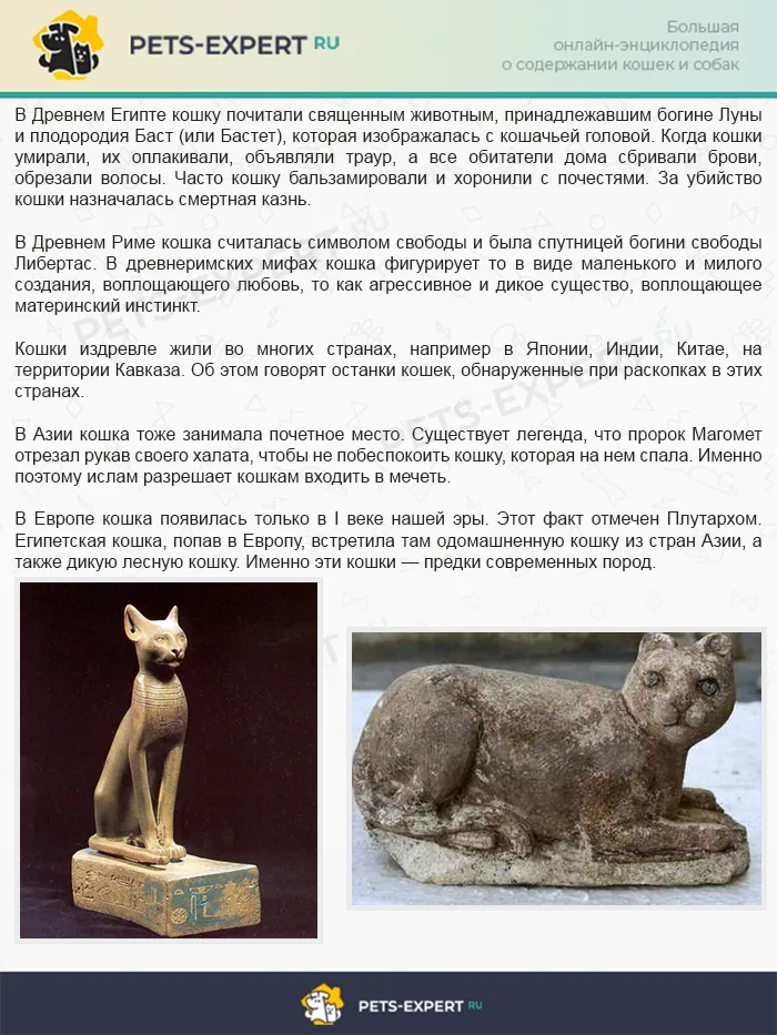 Роль кошек в разных странах