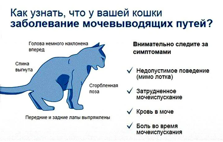 Симптомы мочекаменной болезни у кота