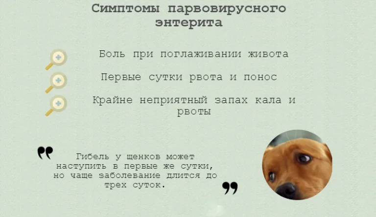 Симптомы парвовирусного энтерита у собак