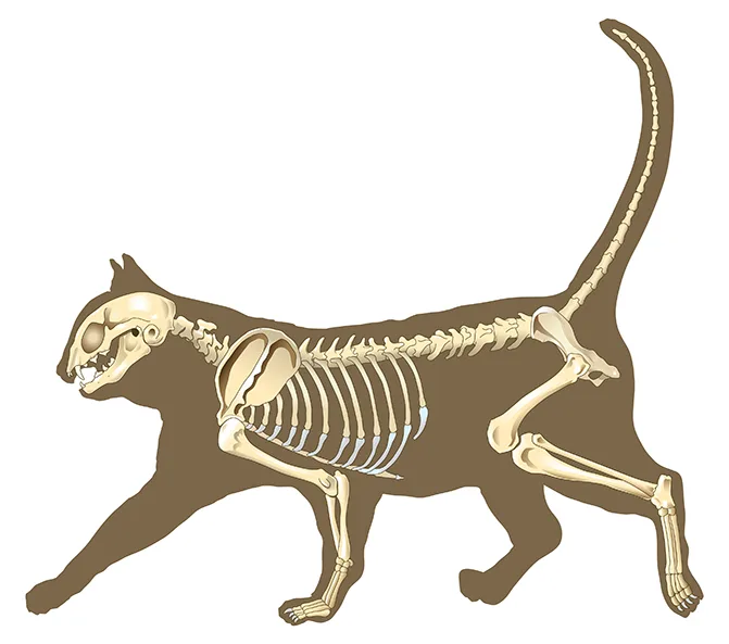 Скелет кошки