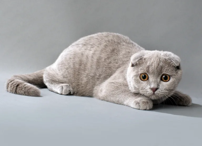 Скоттиш фолд