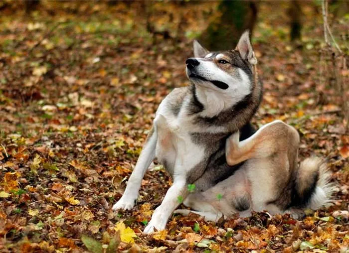 Собака чешется