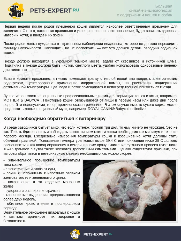 Создание благоприятных условий для кошки и новорожденных котят
