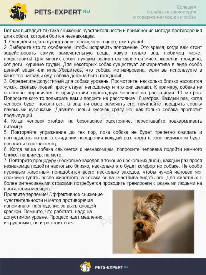 Социализация собаки