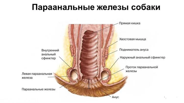 Строение параанальных желез у собаки