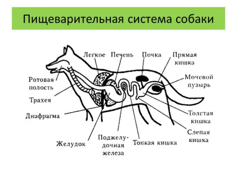 Устройство пищеварительной системы собакиУстройство пищеварительной системы собаки