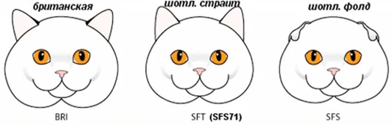 Ушки британцев и шотландцев