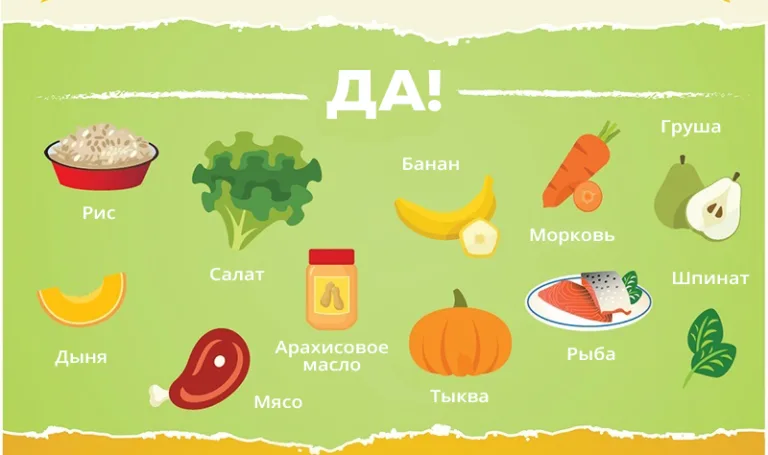 Чем можно кормить собаку