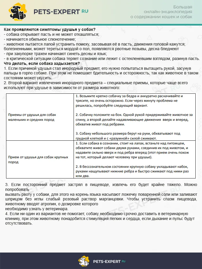 Что делать, если собака задыхается