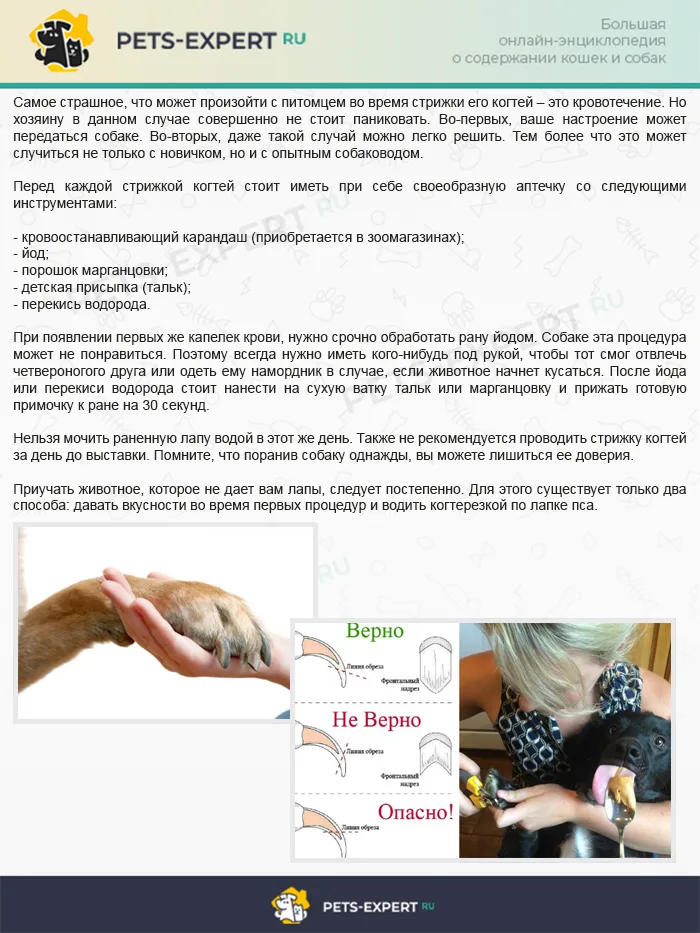 Что делать, если хозяин травмировал собаку