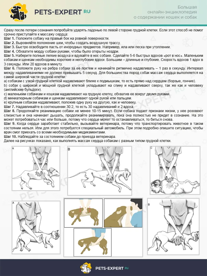 Что делать и как провести реанимацию собаки
