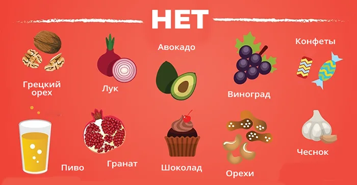 Что категорически запрещено давать собаке