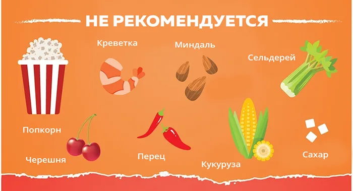 Что не рекомендуется давать собакам