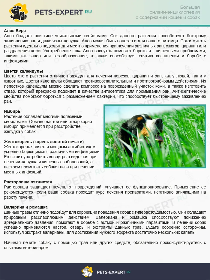 Шесть трав для улучшения состояния здоровья собаки