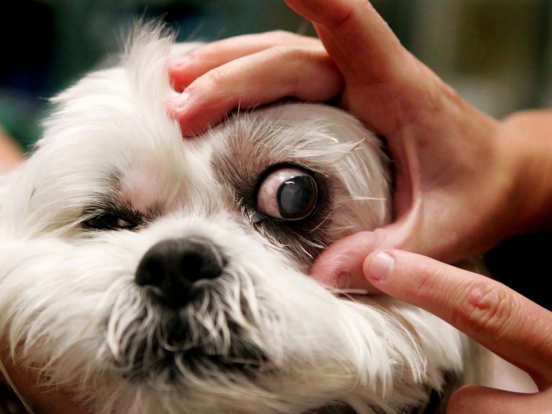 Заболевание глаз собак лечение thumbnail