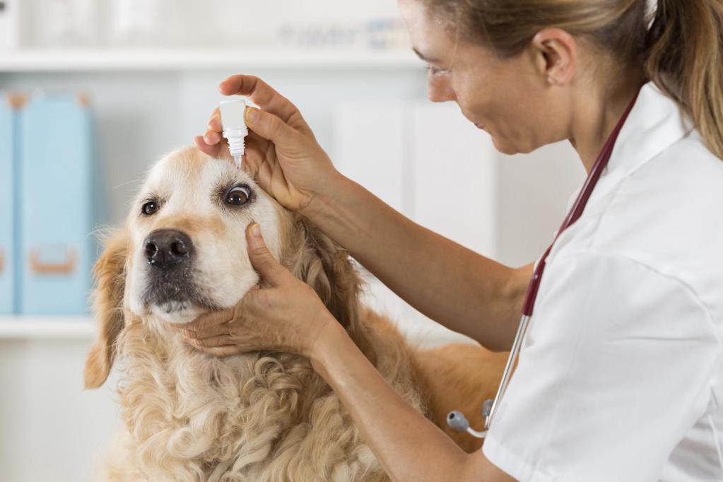 Блефарит на глазу у собаки лечение thumbnail