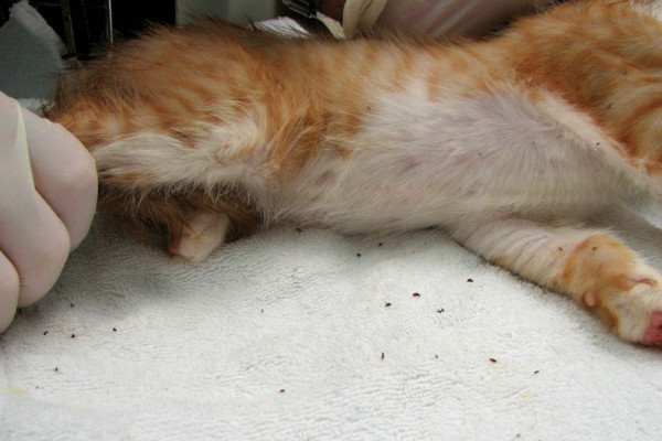 Аллергический блошиный дерматит у кошки лечение thumbnail