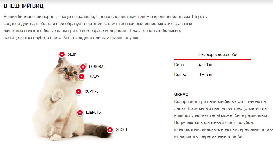 Егор решил выяснить соответствует ли изображенная на фотографии кошка породы бирманская стандартам