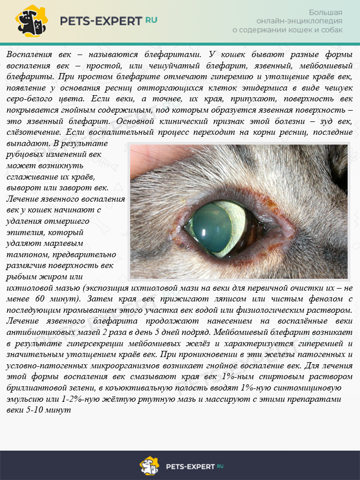 Болезни глаз у кошек симптомы и лечение фото блефарит thumbnail