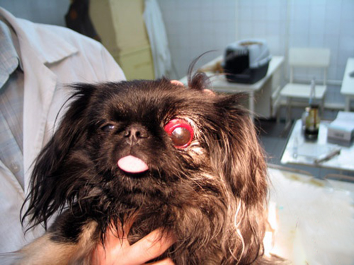У собаки болячки вокруг глаз thumbnail