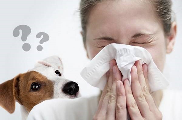 Диагностика аллергия на собак у детей thumbnail