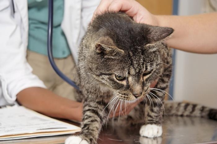 Лечение блошиного дерматита у котов thumbnail