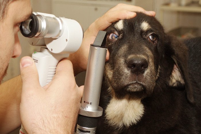 Блефарит у собак лечение народными средствами thumbnail