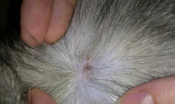 Блошиный дерматит у котенка фото thumbnail