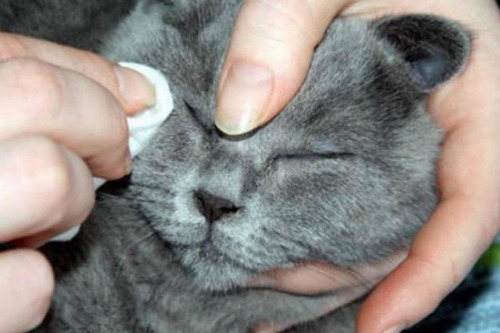 Как вылечить блефарит у кошки в домашних условиях thumbnail
