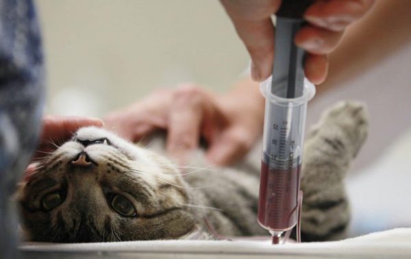 Как у кошек берут кровь на анализ