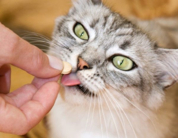 Любой кошке проще дать таблетку, чем поставить укол