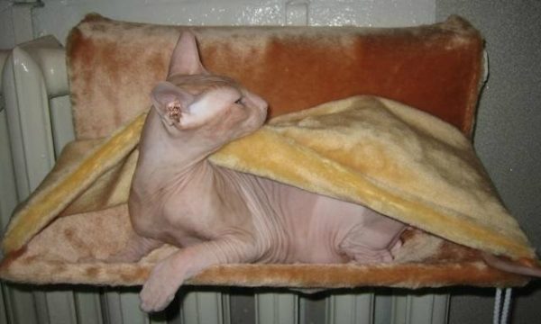 Голые кошки нередко мерзнут даже при комнатной температуре