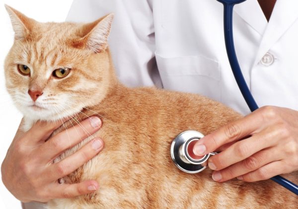 При подозрении на анемию кошке требуется полное обследование