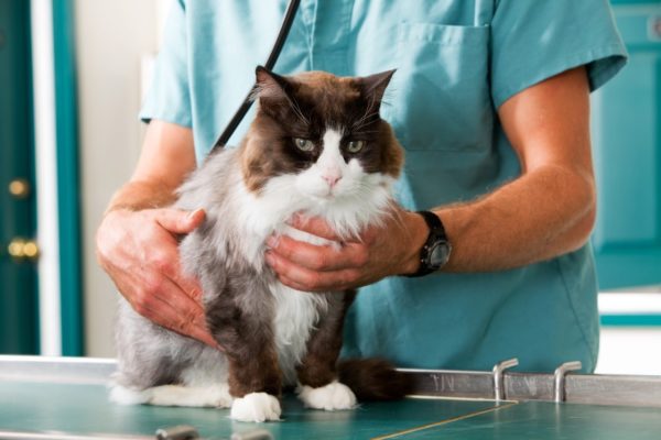 Биохимический анализ позволяет ветеринарному врачу оценить состояние внутренних органов кошки