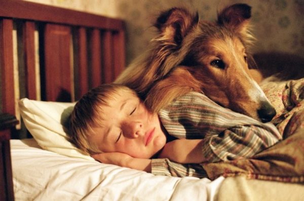 В семьях, где дети растут с собаками, практически не встречается аллергиков