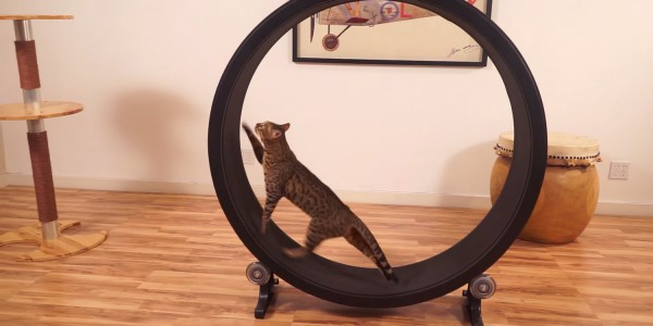 Кошка в беговом колесе