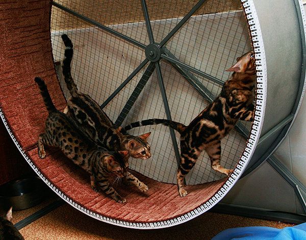 Беговое колесо для кошек своими руками: где купити и как сделать