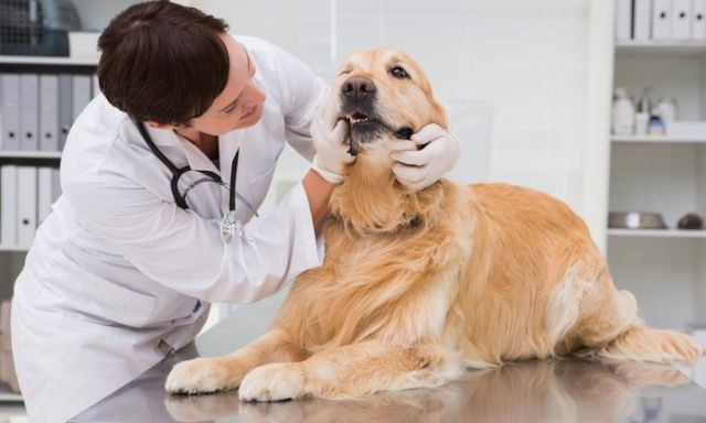 При появлении побочных эффектов собаку необходимо показать ветеринару