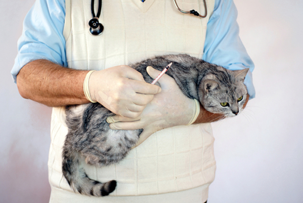 Как лечат абсцессы у котов?