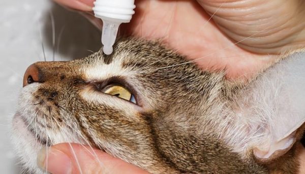 Ни в коем случае не пытайтесь закапать в глаза кошки препарат, предназначенный для лечения ушей – внимательно читайте описание на упаковке!